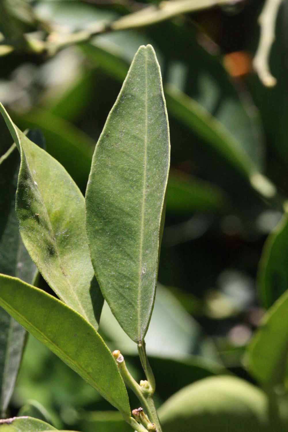              Unifoliolate leaf (Riverside, CA)       